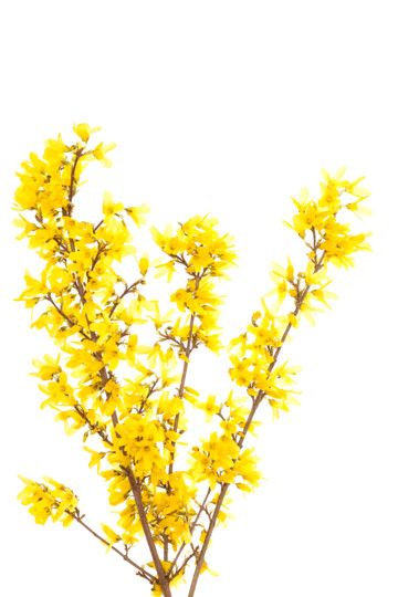 Forsythia bunch 10 st. 2ft