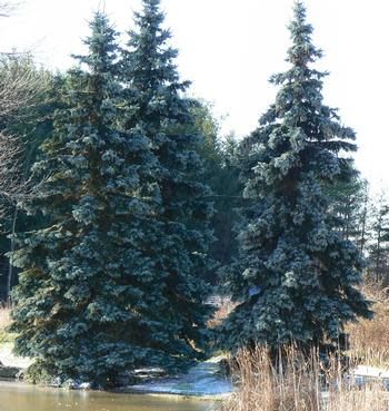 Colorado Blue Spruce 'Hoopsi' 15 gal