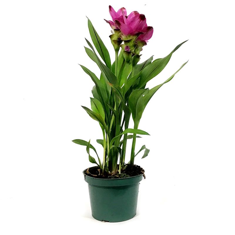 Curcuma 1 gal