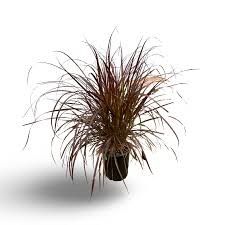 Red Rubrum Grass 6"
