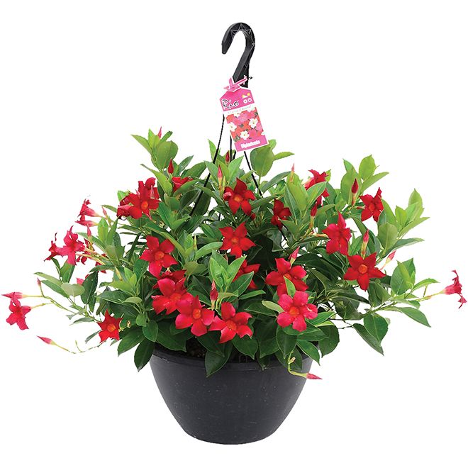 Rio Dipladenia 13" HB - Red