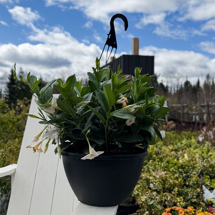 Rio Dipladenia 13" HB - White