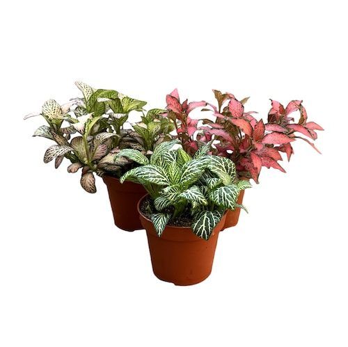 Fittonia Mix 3"