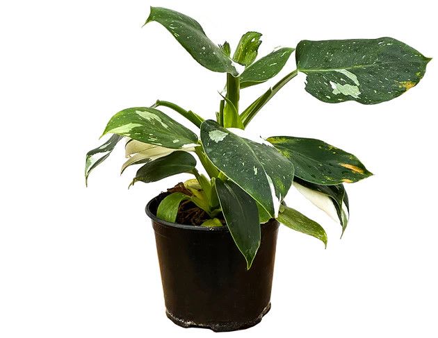Philodendron 'White Wizard' 4"