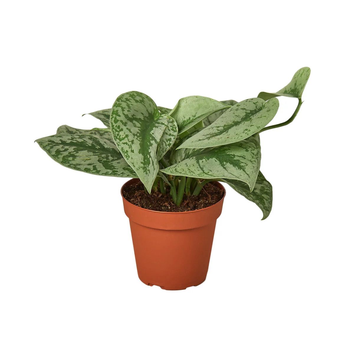 Scindapsus 'Exotica' Satin Pothos 4"