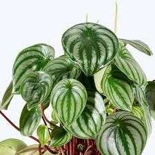 Peperomia Watermelon 6"