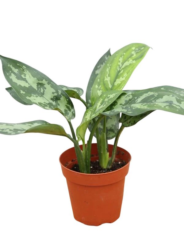 Aglaonema 'Maria' 6"