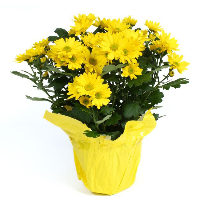 Chrysanthemum Assorted 4.5"
