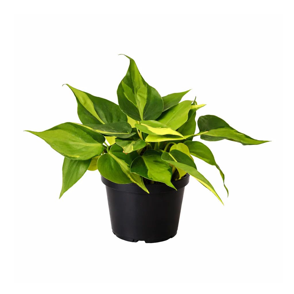 Philodendron Brasil 4"