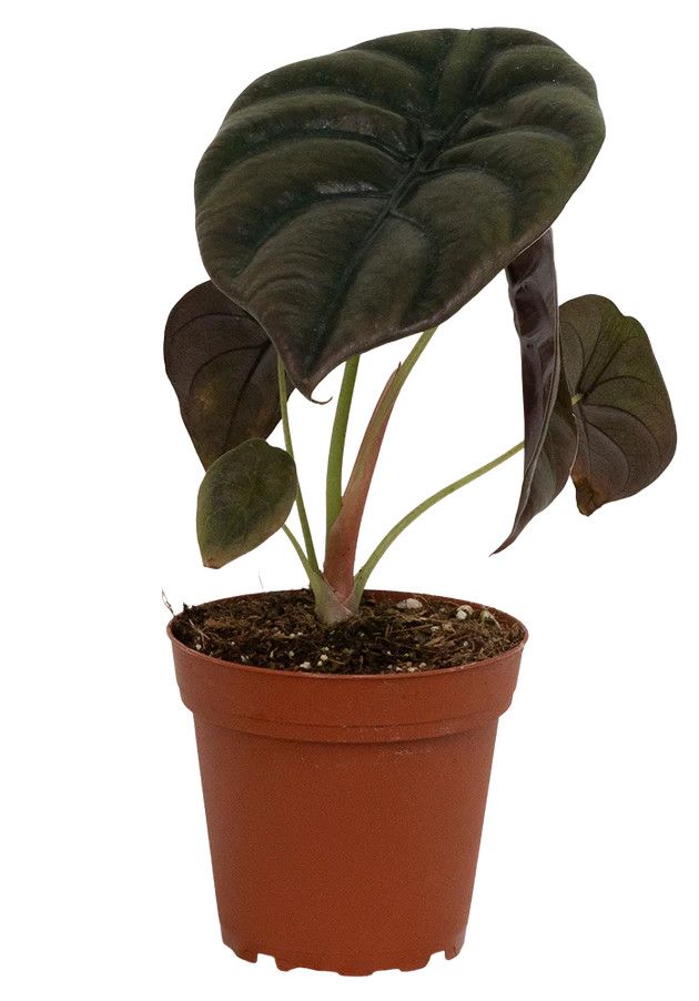 Alocasia Cuprea 'Red Secret' 4"