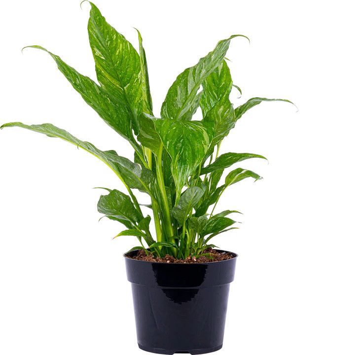 Spathiphyllum Peace Lily 'Domino' 4"