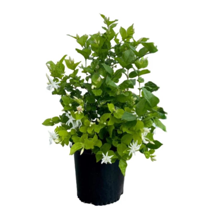 Jasmine 'Belle of India' 1 gal