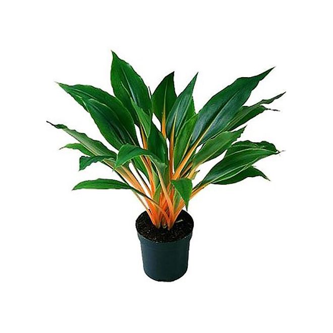 Chlorophytum Mandarin Orange Fire Flash 4"