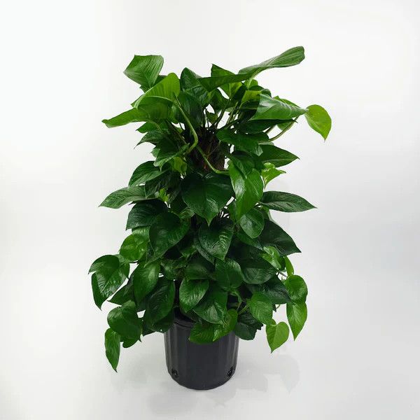 Pothos 'Jade' Totem 10"