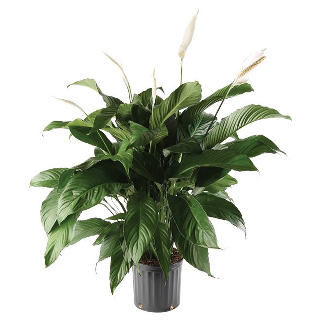 Spathiphyllum Peace Lily 10"