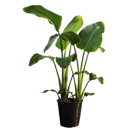 White Bird of Paradise 10" (3PP)