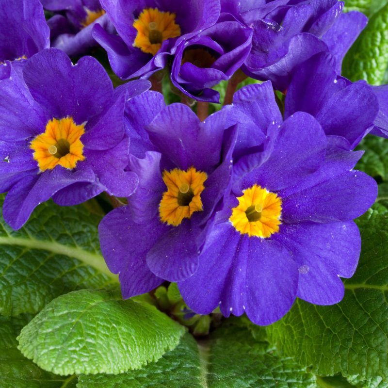 Primula 'Danova Blue' 4"