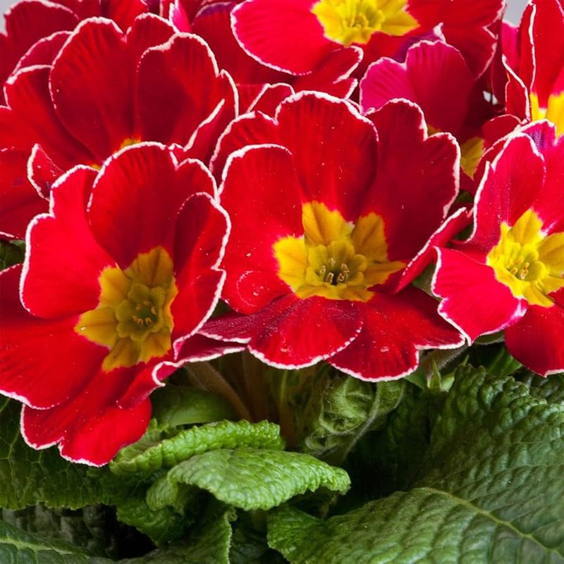 Primula 'Danova Cherry Edge' 4"