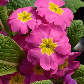 Primula 'Danova Pink' 4"