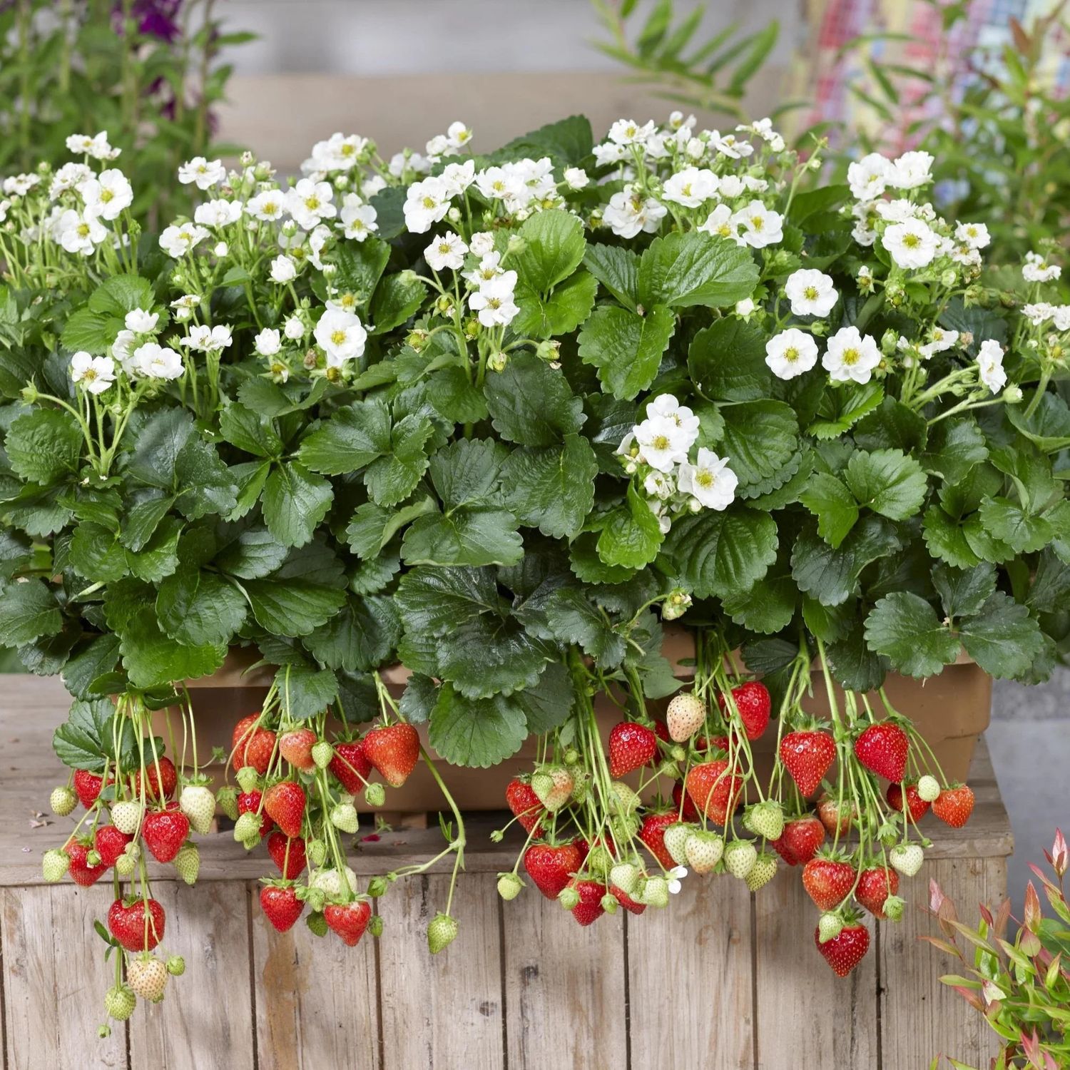 Strawberry 'Summer Breeze Snow' 4" (EB)