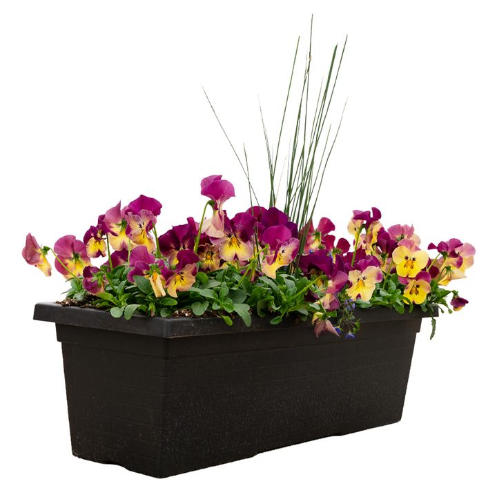 Pansy/Viola Window Box Assorted 24"