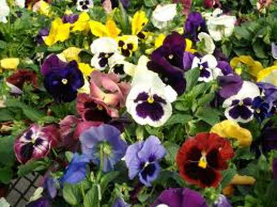 Pansy/Viola Assorted 3 cell pack