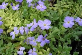 Rock Cress 'Aubrieta Glacier Light Blue' 4"