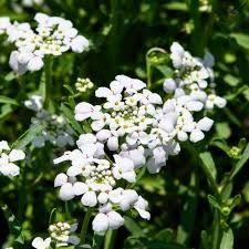 Candytuft Iberis 'First Flush Grace' 4"
