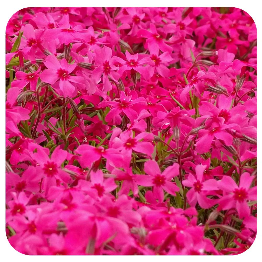 Creeping Phlox 'Hot Pink' 4"