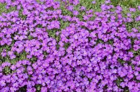 Rock Cress 'Aubrieta Rock On Purple' 4"