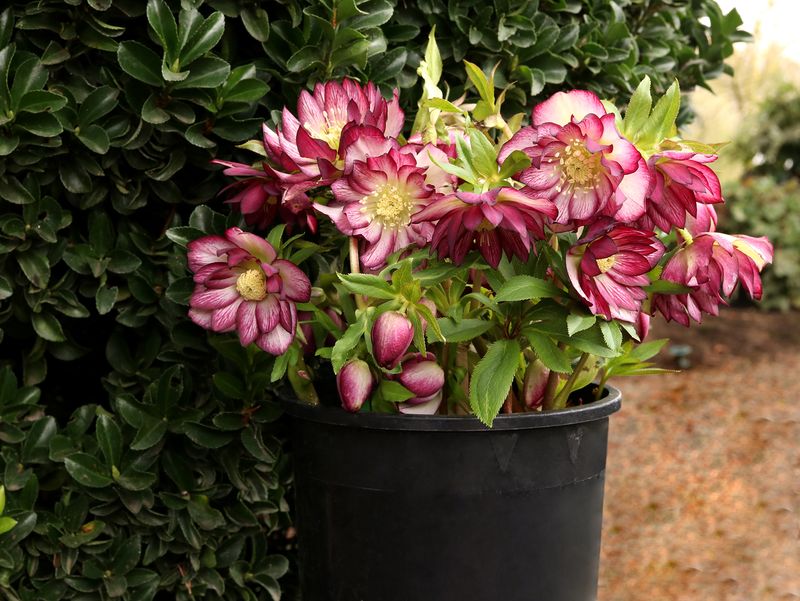 Helleborus 'North Star Garnet Frills' 1 gal