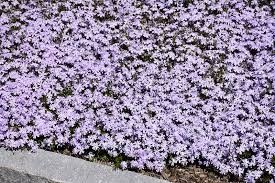 Creeping Phlox 'Spring Lavender' 1 gal