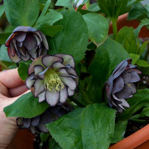 Helleborus 'Black Tie Affair' 1 gal