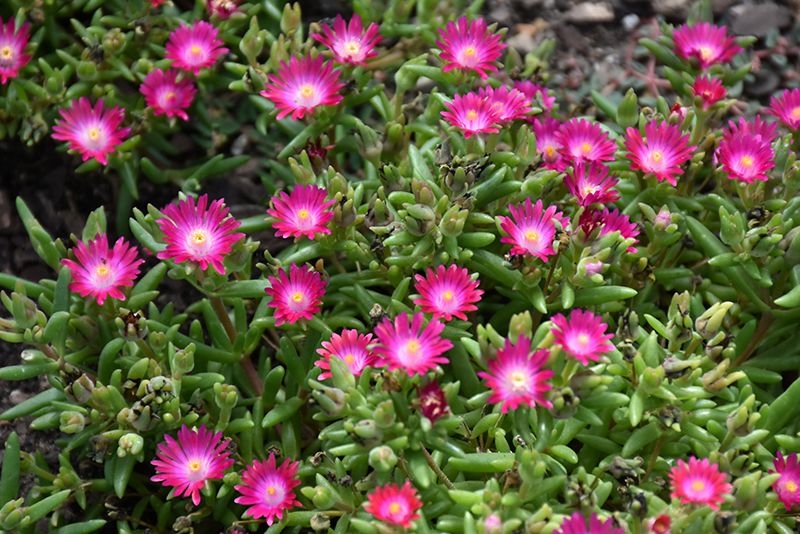 Delosperma 'Jewel of Desert Amethyst' Ice Plant 1 qt