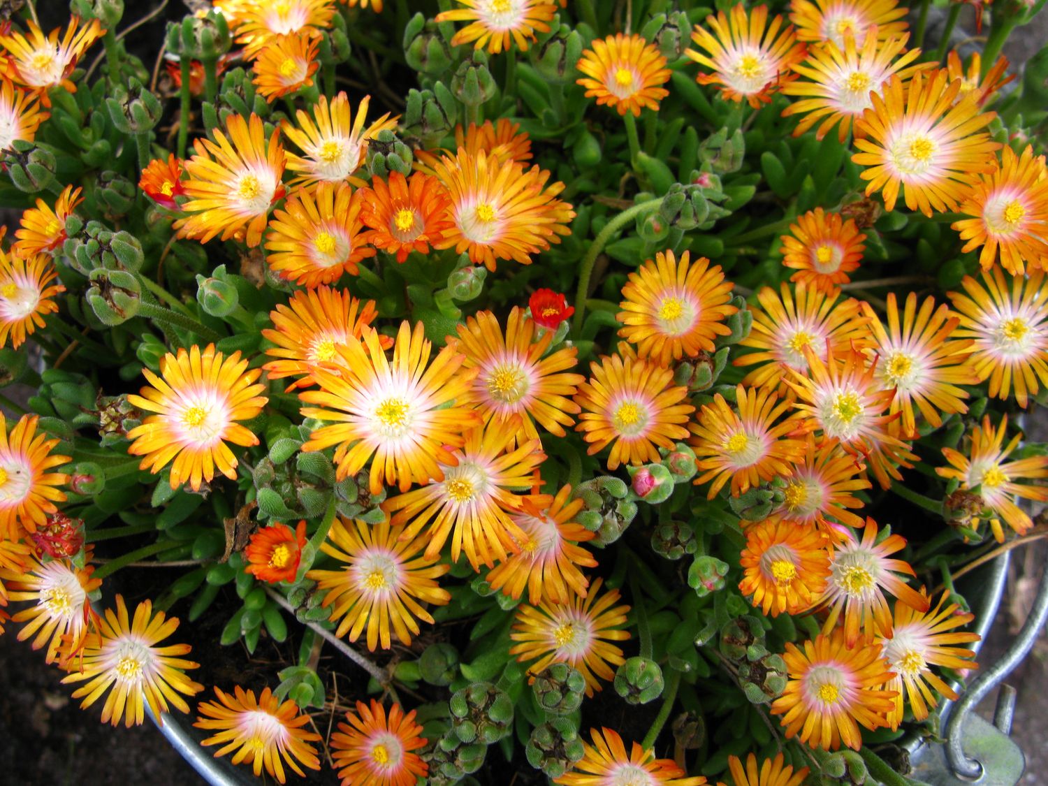 Delosperma 'Jewel of Desert Topaz' Ice Plant 1 qt