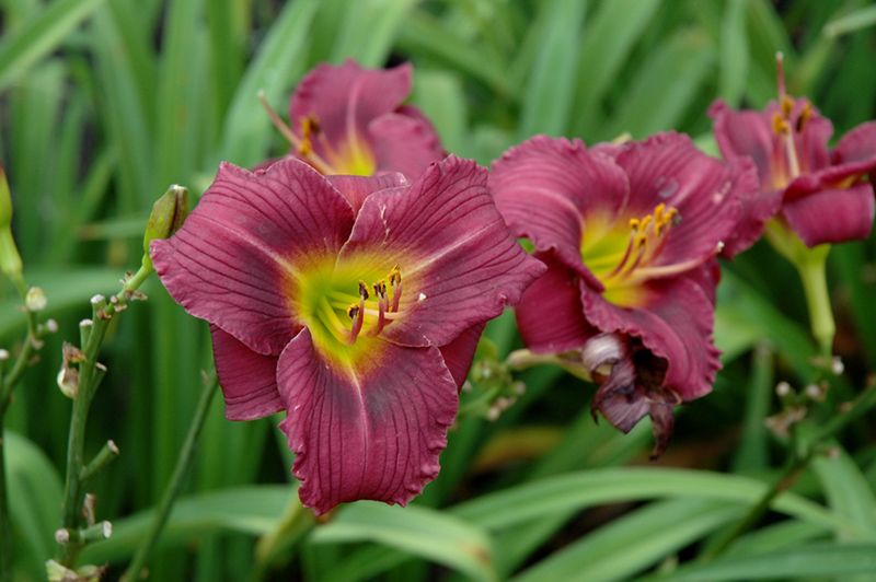 Daylily - Hemerocallis 'Little Grapette' 1 qt