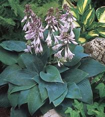 Hosta 'Halcyon' 1 qt
