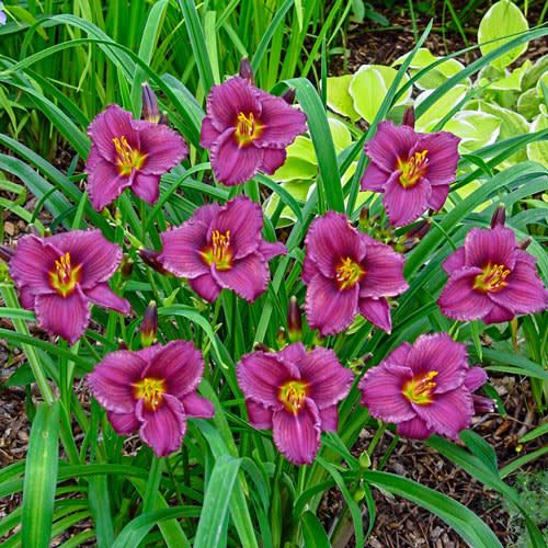 Daylily - Hemerocallis 'Purple D'Oro' 1 qt
