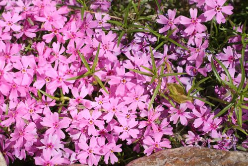 Creeping Phlox 'Emerald Pink' 1 qt