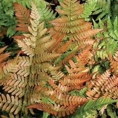 Dryopteris 'Brilliance' Autumn Fern 2 gal
