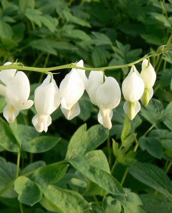 Dicentra 'Alba' Bleeding Heart 2 gal