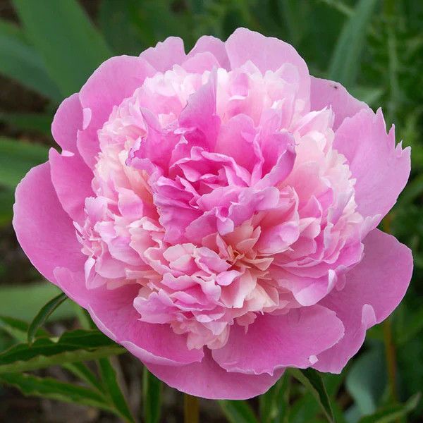 Peony 'Sorbet' 2 gal