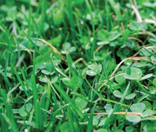 Seed: Coated Miniature Small Leaf Clover 500 g bag