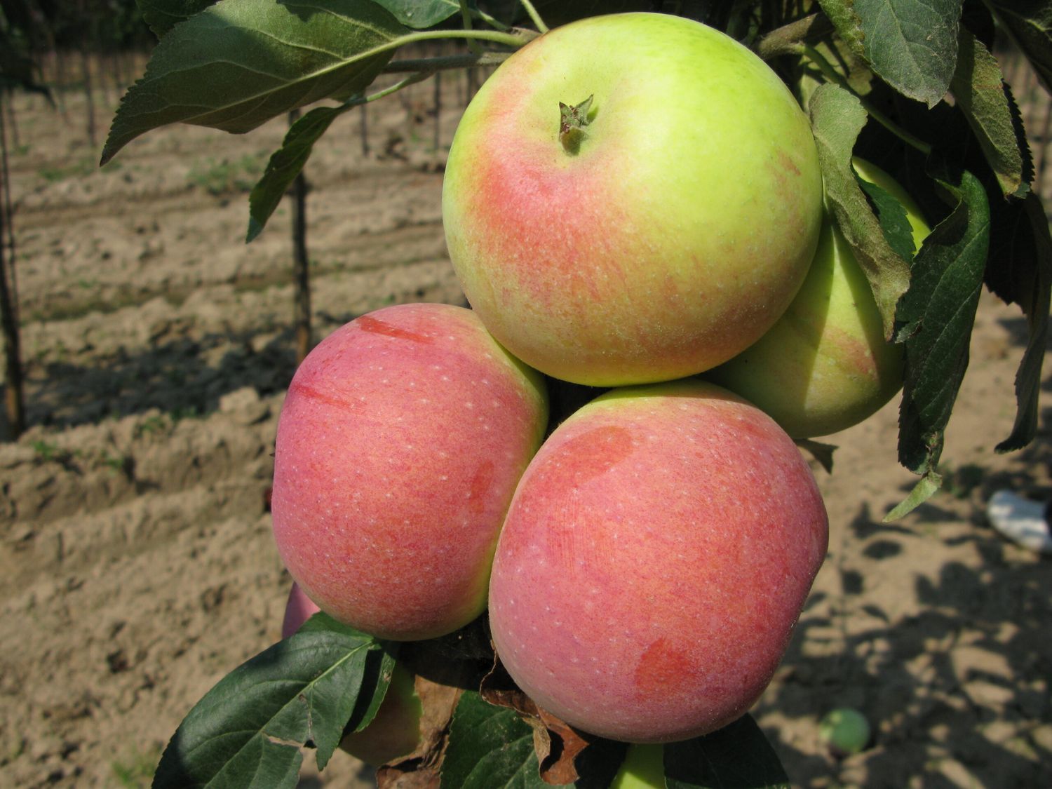 Apple 'Goodland' 5 gal Potted