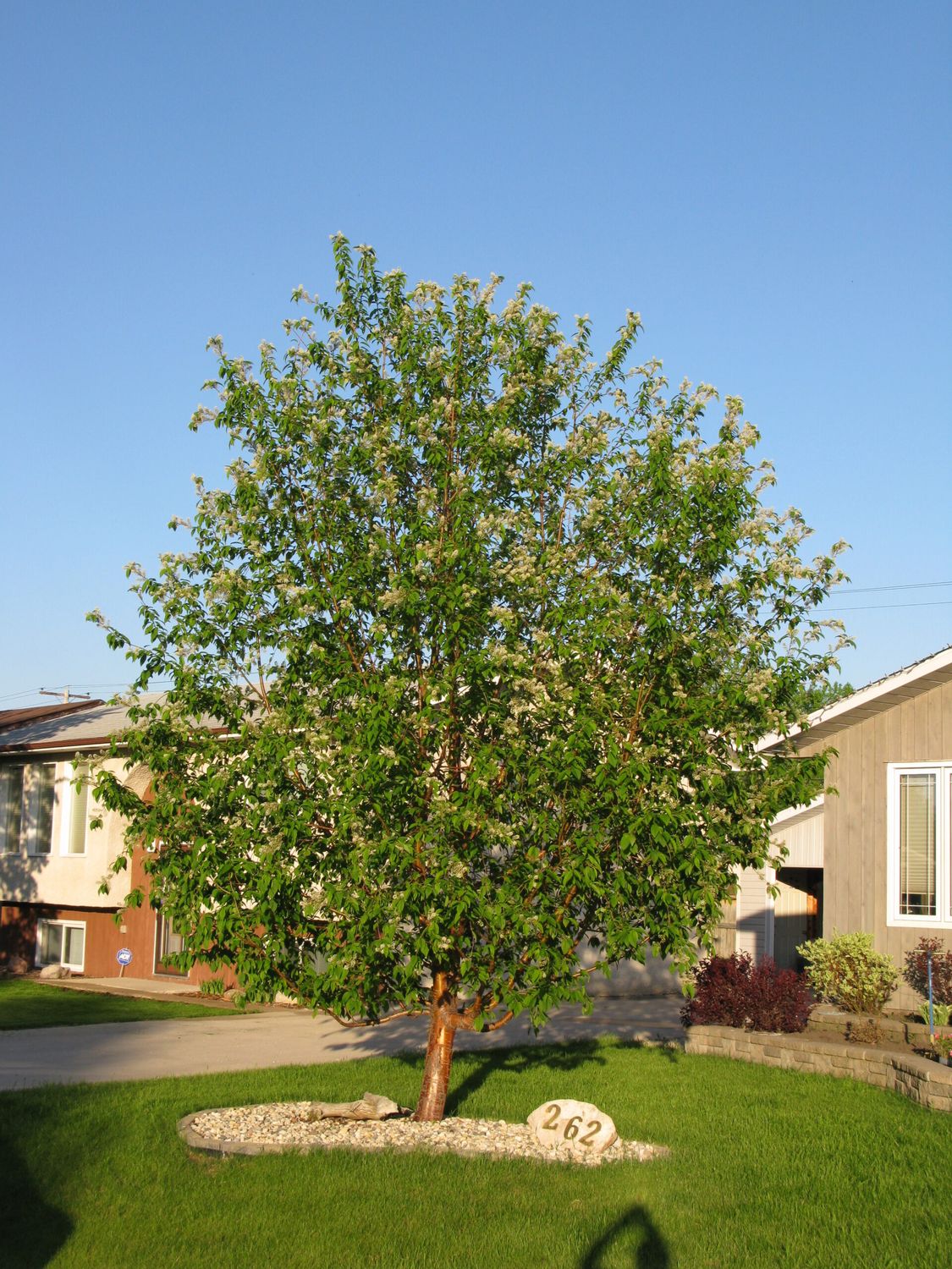 Cherry Tree 'Evans' 15 gal Potted