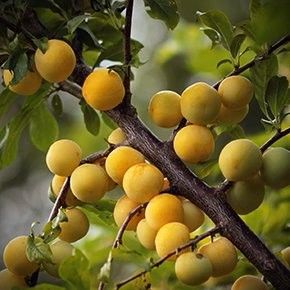 Plum 'Brookgold' 5 gal Potted