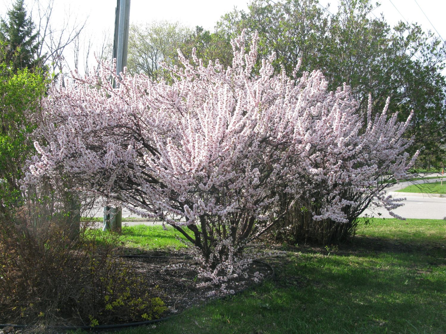 Prunus tomentosa 'Nanking Cherry' 8"