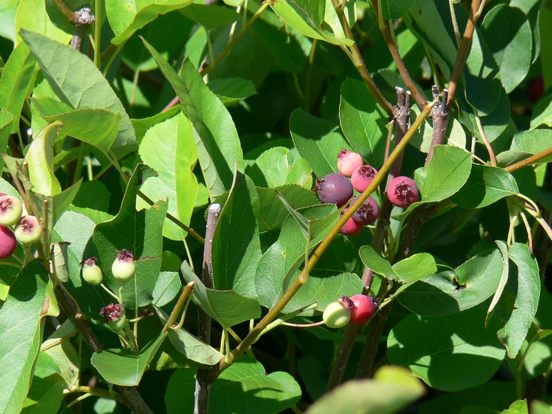 Saskatoon Berry 'Thiessen' 1 gal