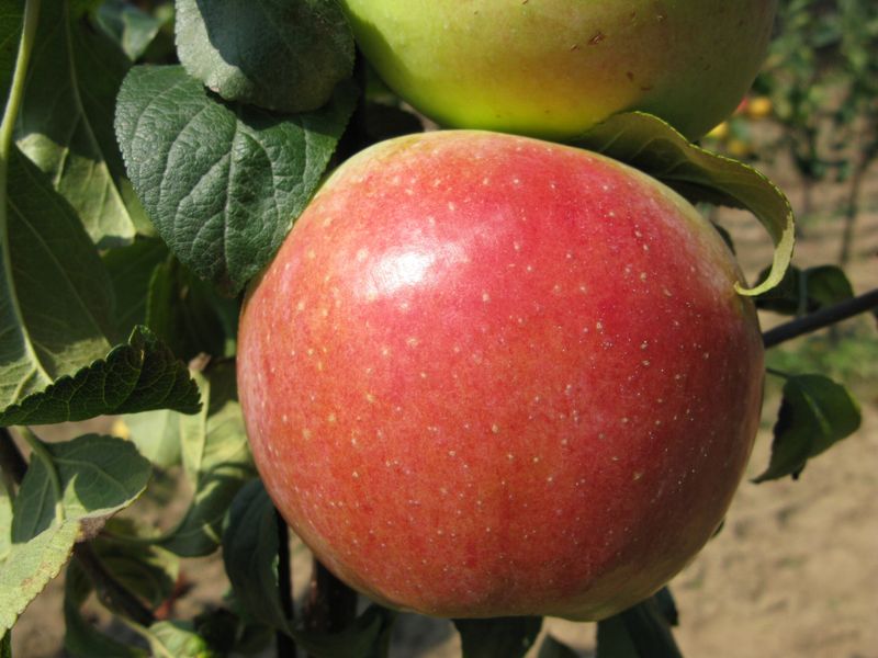 Apple 'Prairie Magic' 10 gal Potted