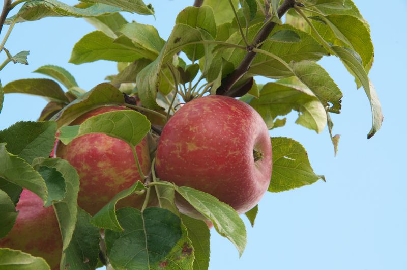 Apple 'Zestar' 5 gal Potted